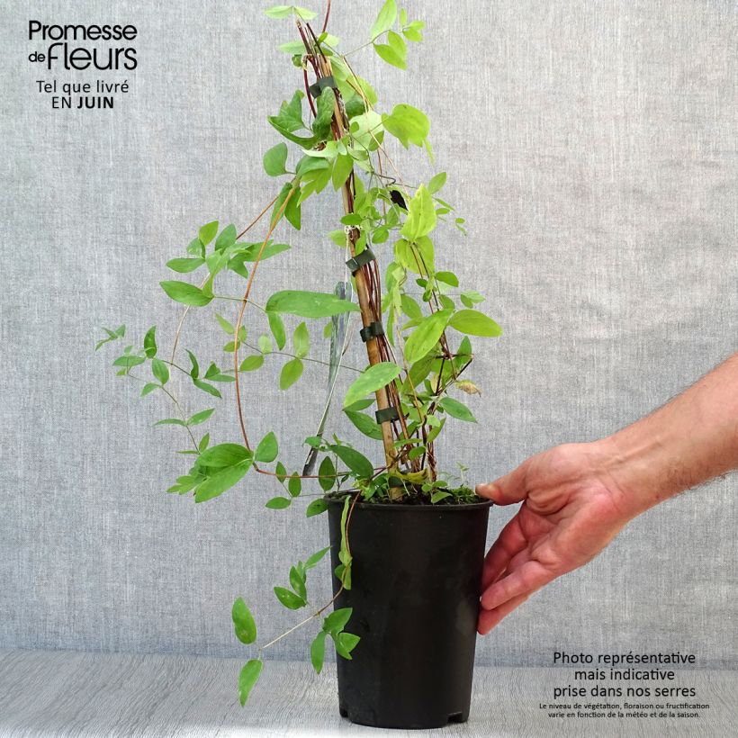 Esemplare di Clematis Rooguchi - Clematide Vaso da 2L/3L consegnato in estate