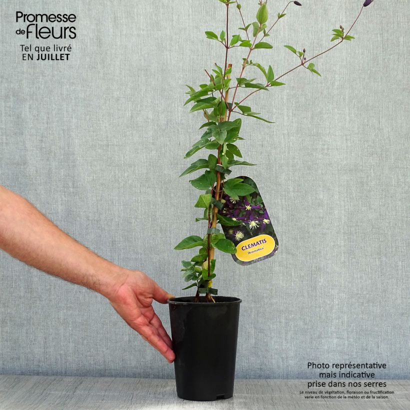 Esemplare di Clematis flammula Aromatica - Clematide fiammola Vaso da 2L/3L consegnato in estate