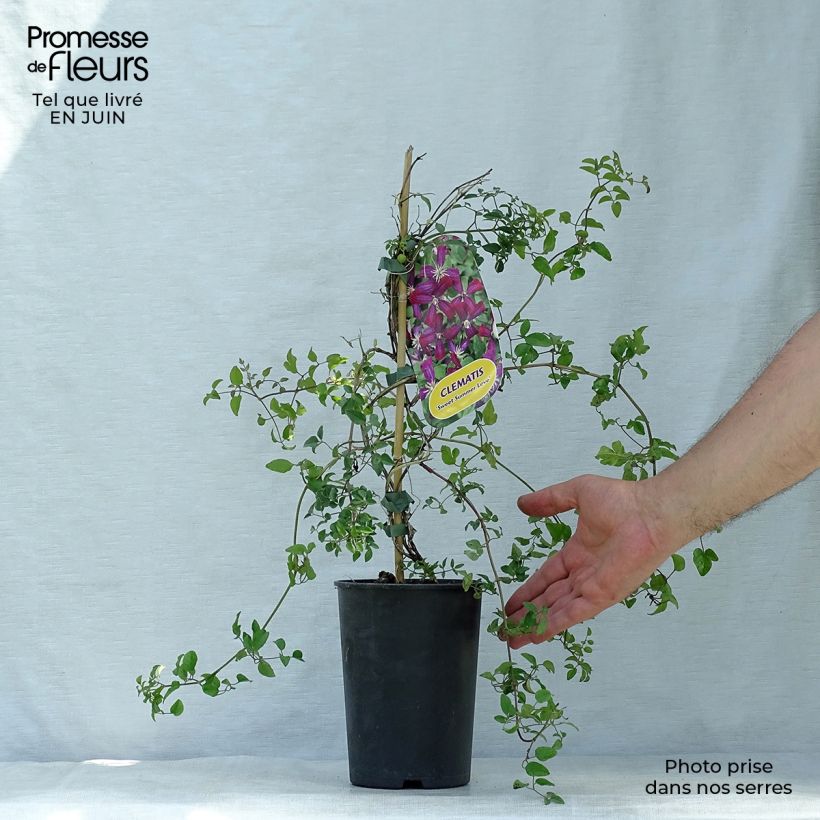 Esemplare di Clematis Sweet Summer Love - Clematide Vaso da 2L/3L consegnato in estate