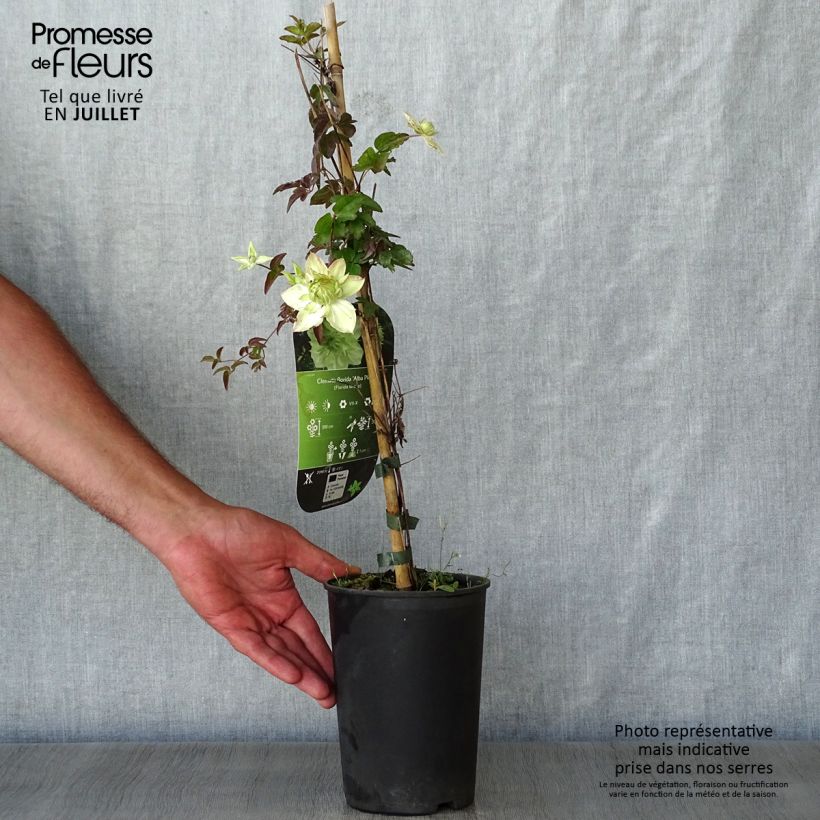 Esemplare di Clematis florida Alba Plena - Clematide Vaso da 2L/3L consegnato in estate