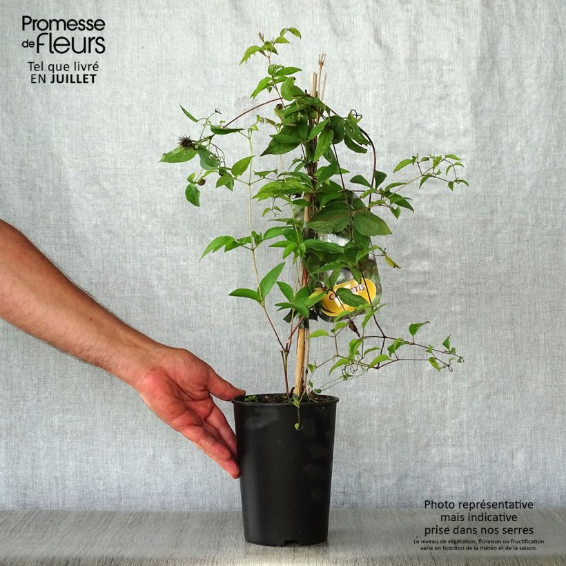Esemplare di Clematis fusca - Clematide Vaso da 2L/3L consegnato in estate