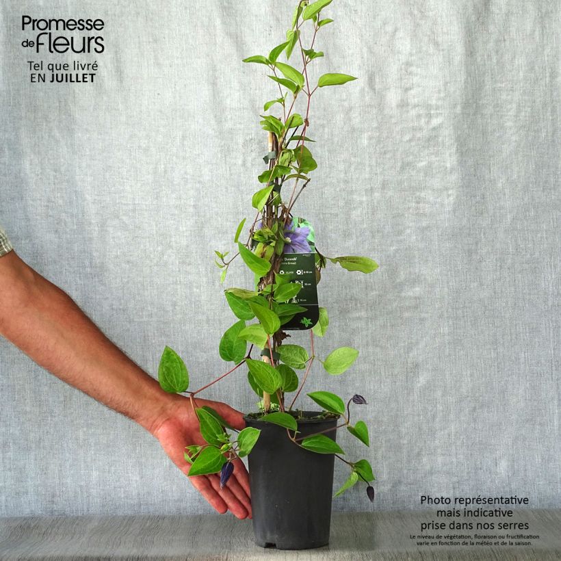 Esemplare di Clematis integrifolia Durandii - Clematide Vaso da 2L/3L consegnato in estate