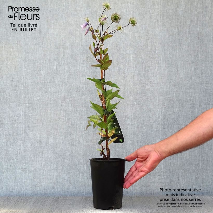 Esemplare di Clematis integrifolia Twinkle - Clematide Vaso da 2L/3L consegnato in estate