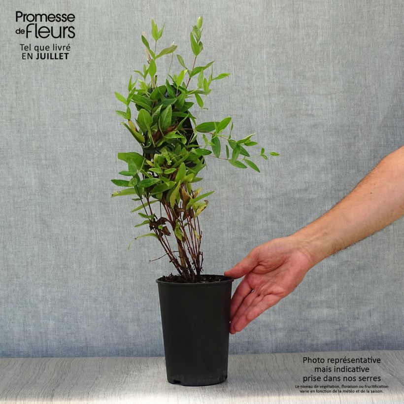 Esemplare di Clematis integrifolia - Clematide Vaso da 2L/3L consegnato in estate