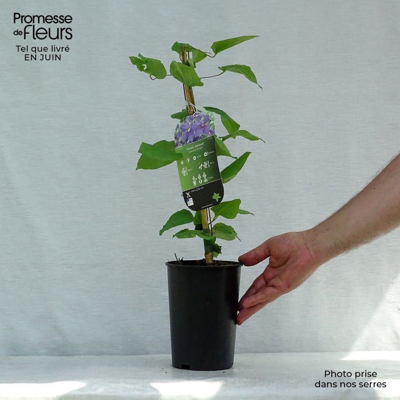 Esemplare di Clematis jackmanii - Clematide Vaso da 2L/3L consegnato in estate