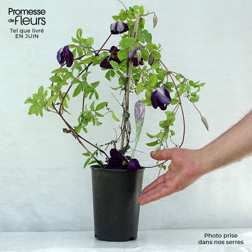 Esemplare di Clematis jackmanii Purpurea - Clematide Vaso da 2L/3LAltezza consegnata circa 40/50cm consegnato in estate