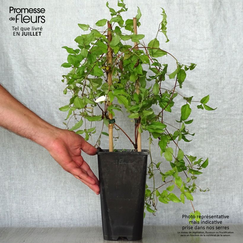 Esemplare di Clematis jackmanii Superba - Clematide Vaso da 2L/3L consegnato in estate