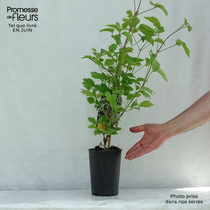 Esemplare di Clematis jouiniana Robert Brydon - Clematide Vaso da 2L/3L consegnato in estate