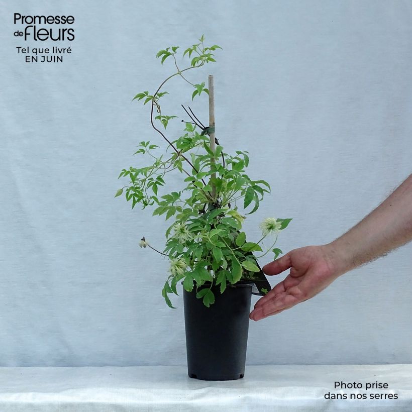 Esemplare di Clematis macropetala Broughton Bride - Clematide Vaso da 2L/3L consegnato in estate