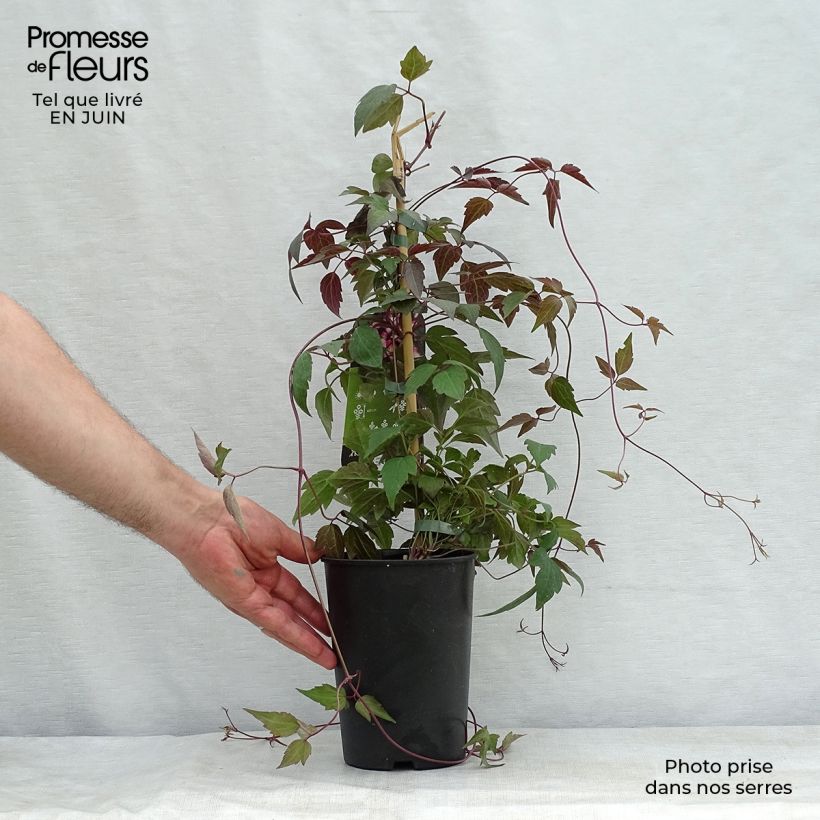 Esemplare di Clematis montana Freda - Clematide Vaso da 2L/3L consegnato in estate
