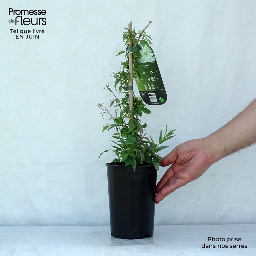 Esemplare di Clematis Jenny Keay - Clematide Vaso da 2L/3L consegnato in estate