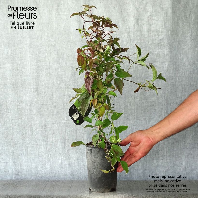 Esemplare di Clematis montana Marjorie - Clematide Vaso da 2L/3L consegnato in estate