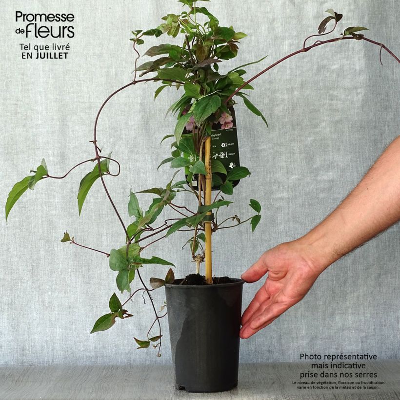 Esemplare di Clematis montana Mayleen - Clematide Vaso da 2L/3L consegnato in estate
