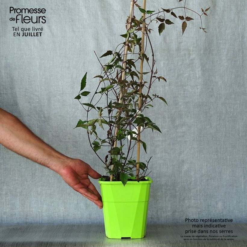 Esemplare di Clematis montana Rosebud - Clematide Vaso da 3L/4L consegnato in estate