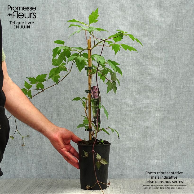 Esemplare di Clematis Sanssouci - Clematide Vaso da 2L/3L consegnato in estate