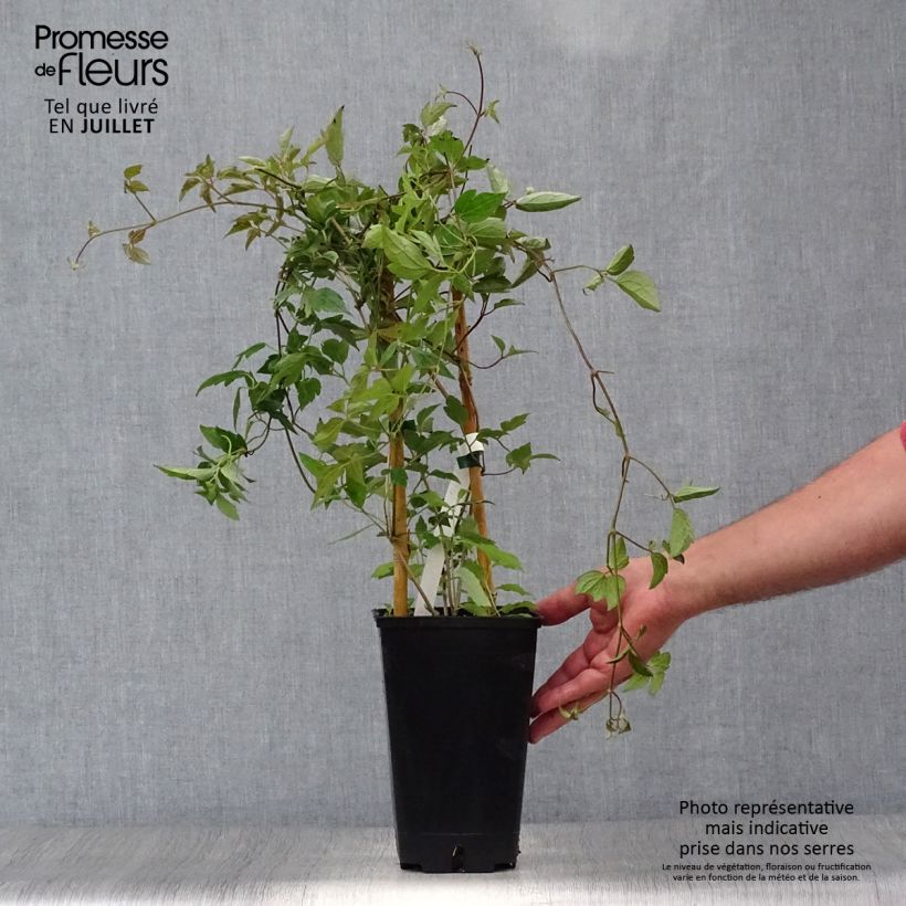 Esemplare di Clematis montana Spooneri - Clematide Vaso da 2L/3L consegnato in estate