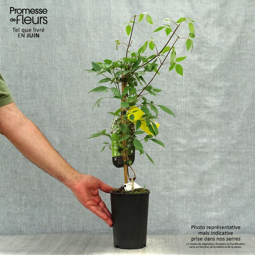 Esemplare di Clematis montana Spring Joy - Clematide Vaso da 2L/3L consegnato in estate