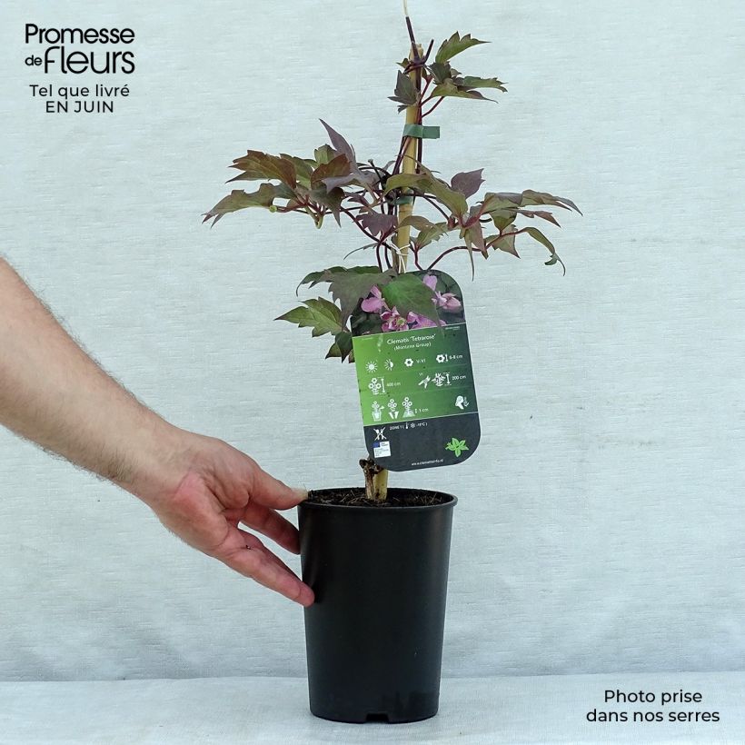 Esemplare di Clematis montana Tetrarose - Clematide Vaso da 2L/3L consegnato in estate