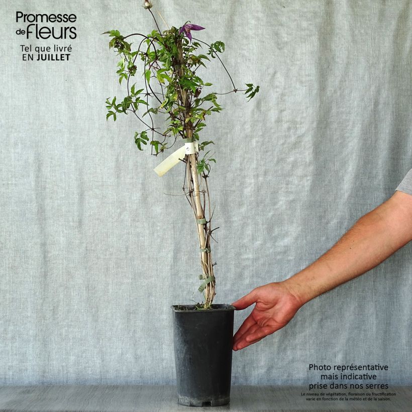 Esemplare di Clematis Tage Lundell - Clematide Vaso da 2L/3L consegnato in estate
