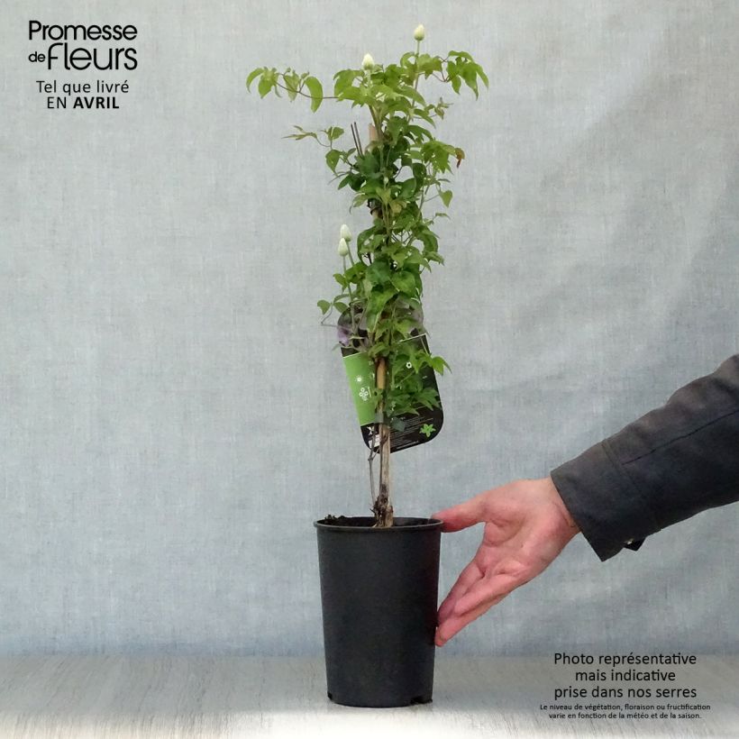 Clematis Mandy - Clematide Vaso da 2L/3L esemplare consegnato in primavera