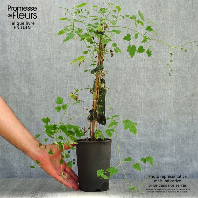 Esemplare di Clematis rehderiana - Clematide Vaso da 2L/3L consegnato in estate