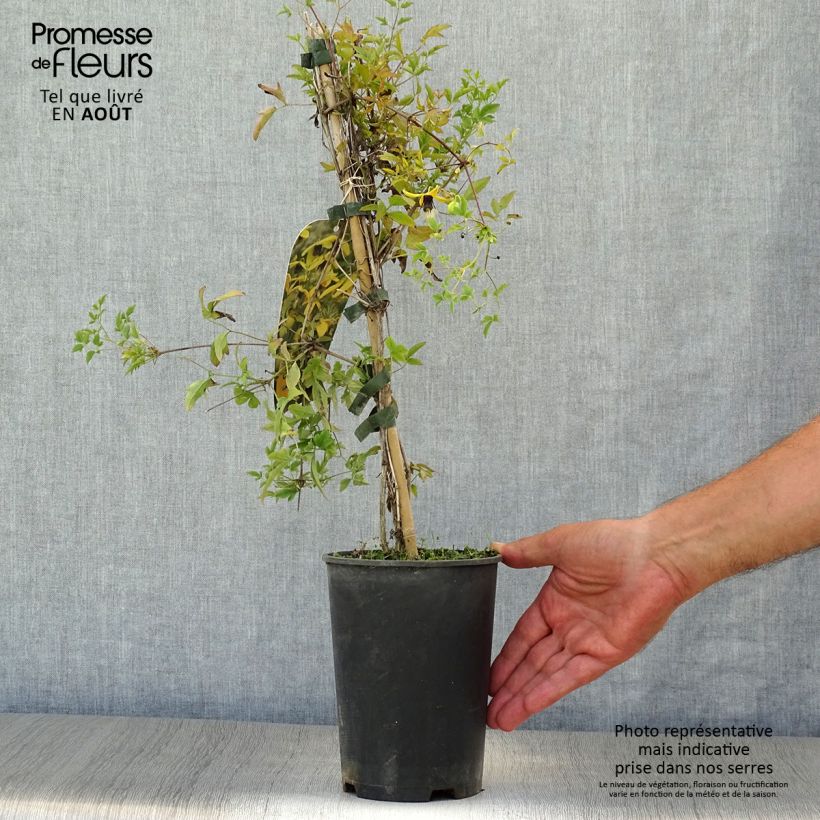 Esemplare di Clematis tangutica Golden Harvest - Clematide Vaso da 2L/3L consegnato in estate