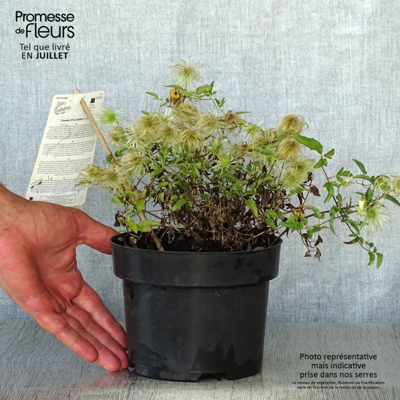 Esemplare di Clematis tangutica Little Lemons - Clematide Vaso da 2L/3L consegnato in estate