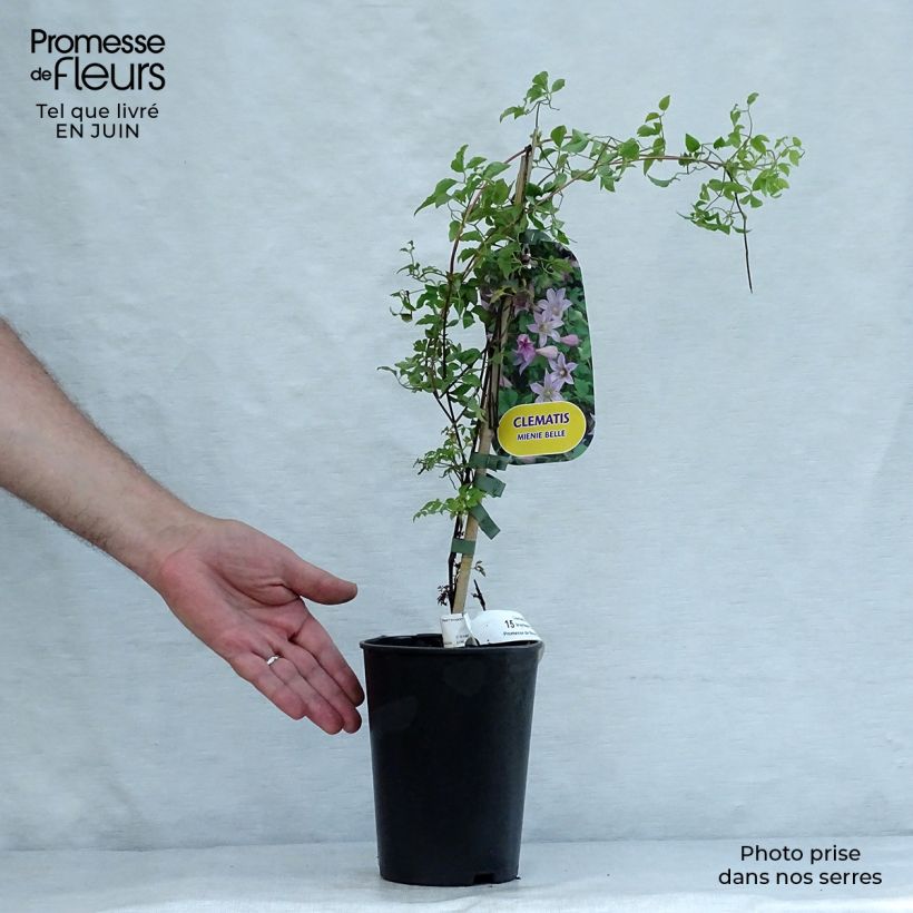 Esemplare di Clematis texensis Mienie Belle - Clematide Vaso da 2L/3L consegnato in estate