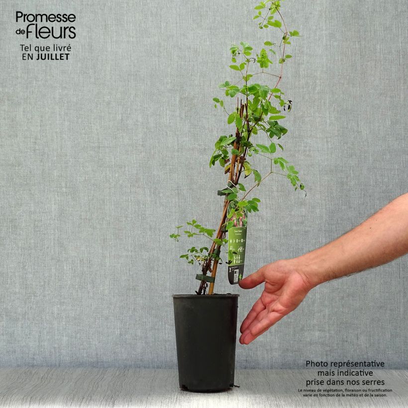 Esemplare di Clematis texensis Odoriba - Clematide Vaso da 2L/3L consegnato in estate