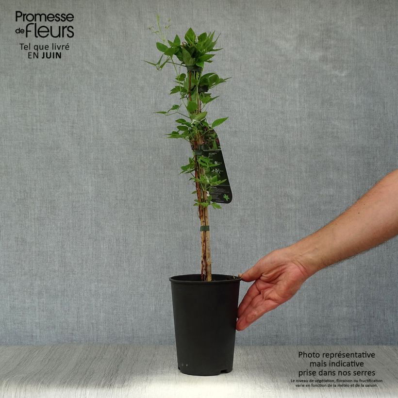 Esemplare di Clematis texensis Prince William - Clematide Vaso da 2L/3L consegnato in estate
