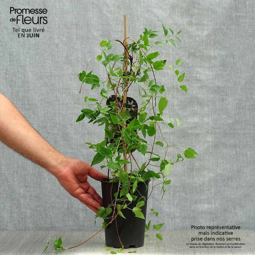Esemplare di Clematis texensis Princess Kate - Clematide Vaso da 2L/3L consegnato in estate