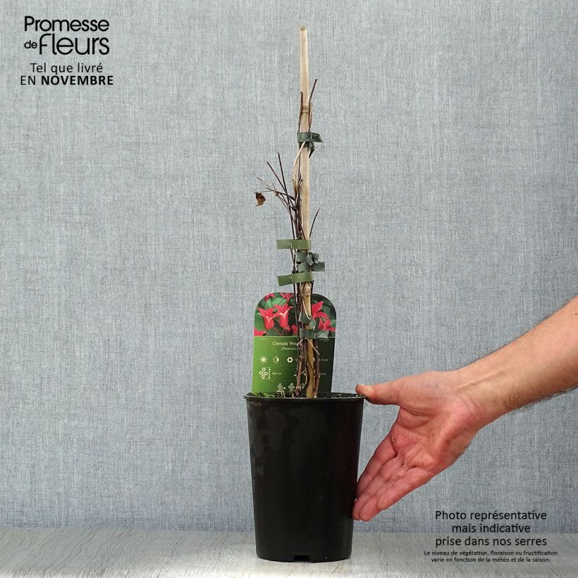 Esemplare di Clematis texensis Princess Diana - Clematide Vaso da 1,5L/2L come consegnato in autunno