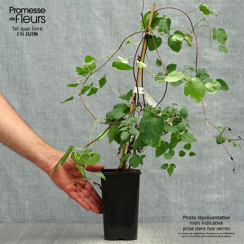 Esemplare di Clematis texensis Queen Maxima - Clematide Vaso da 1,5L/2L consegnato in estate