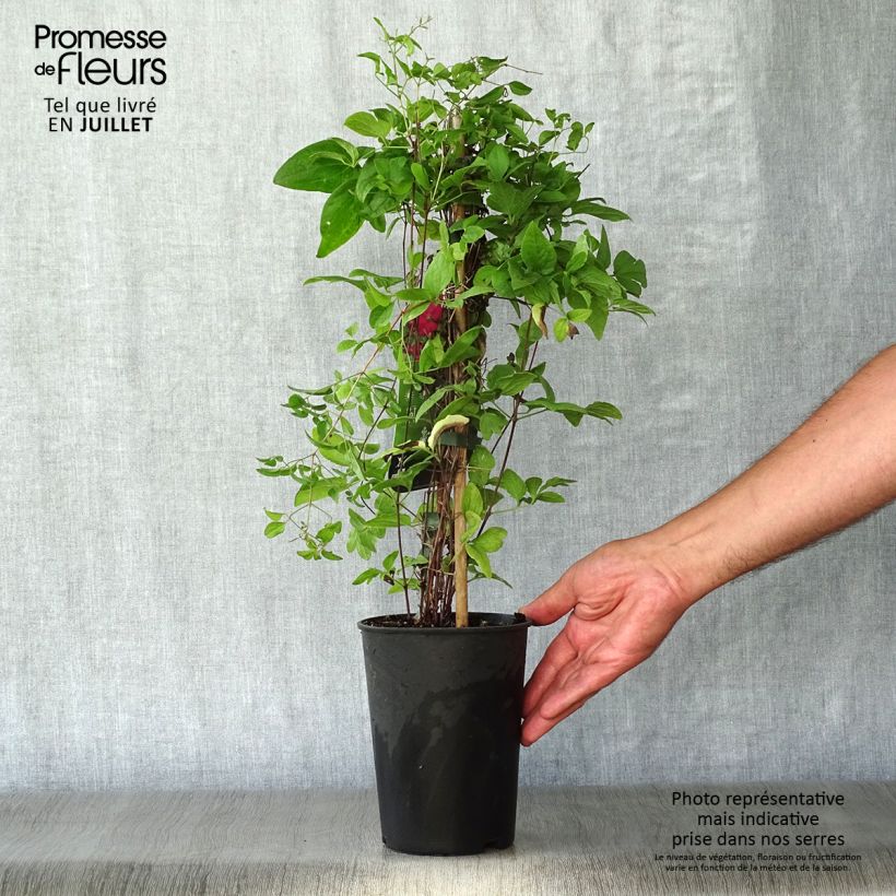 Esemplare di Clematis viticella Abundance - Clematide Vaso da 2L/3L consegnato in estate