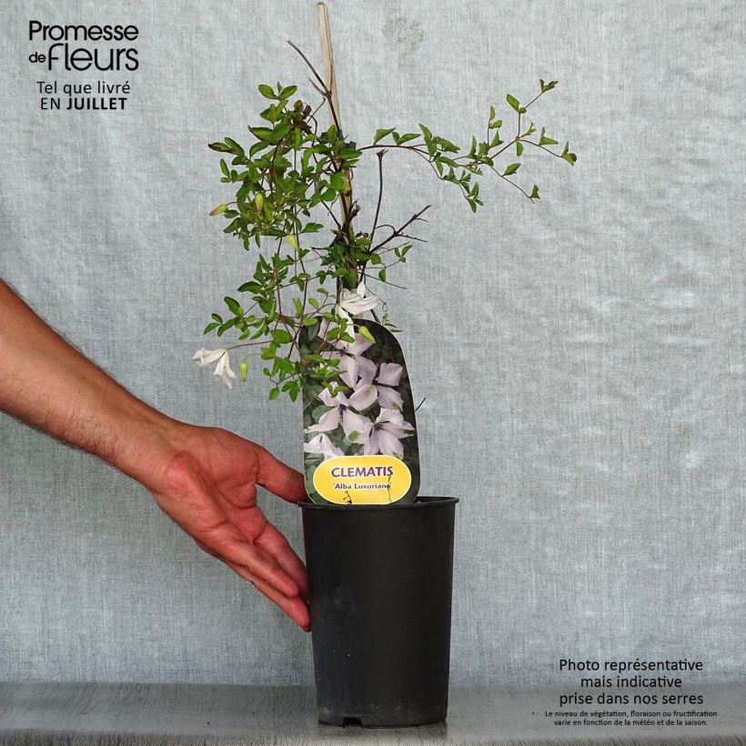 Esemplare di Clematis viticella Alba Luxurians - Clematide Vaso da 2L/3L consegnato in estate