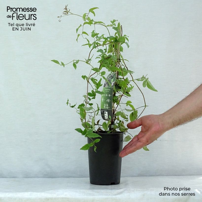 Esemplare di Clematis viticella Black Prince - Clematide Vaso da 2L/3L consegnato in estate