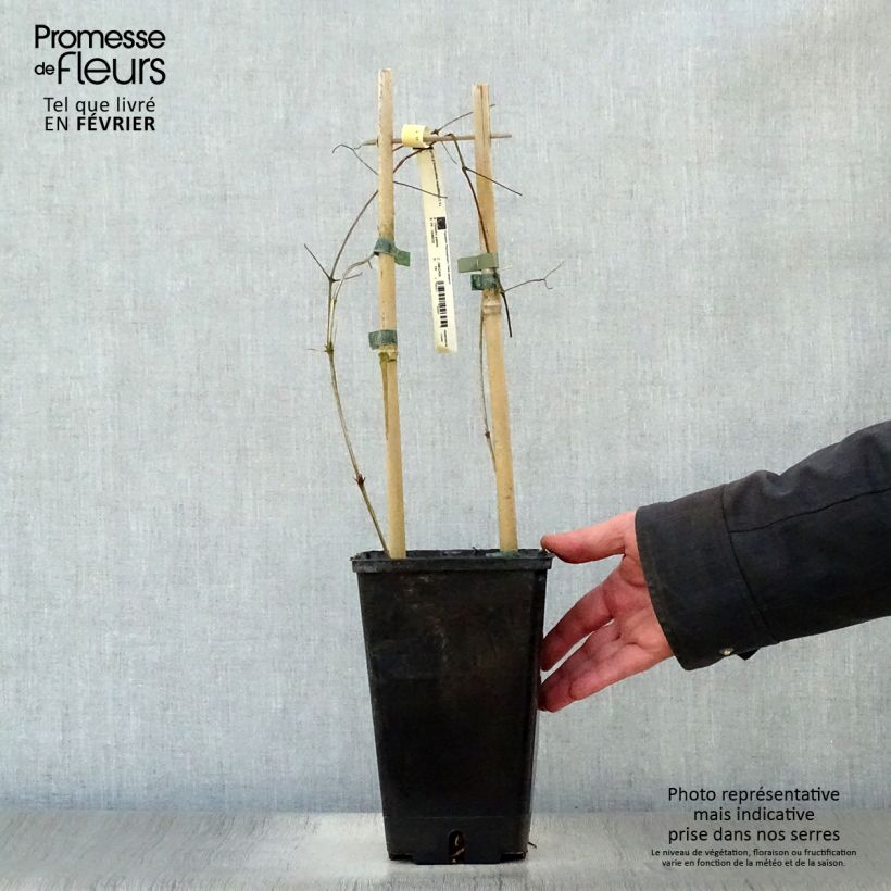 Clematis Bonanza - Clematide Vaso da 2L/3L esemplare consegnato in inverno