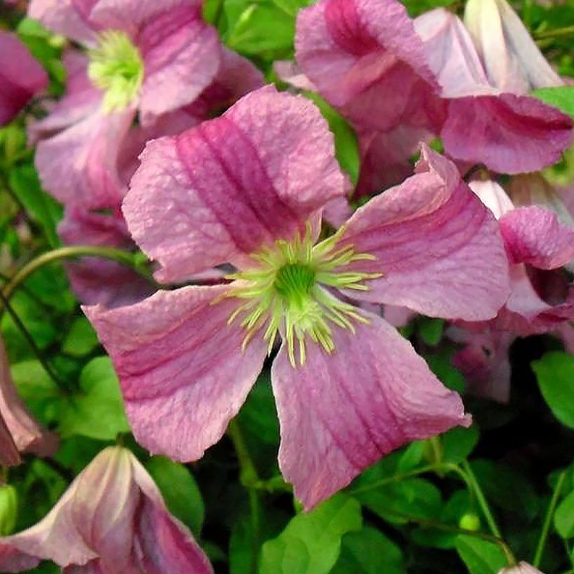 Clematis Krakowiak - Clematide (Fioritura)