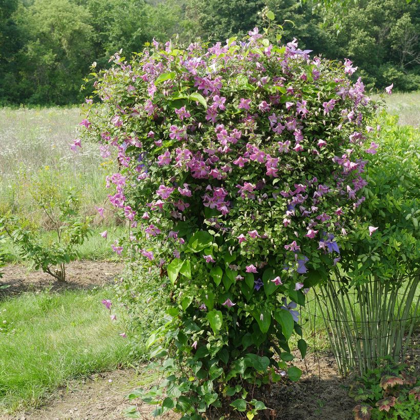 Clematis Krakowiak - Clematide (Porto)