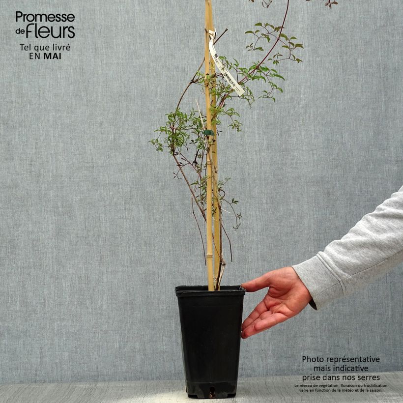Clematis Krakowiak - Clematide Vaso da 3L/4LAltezza consegnata circa 80/120cm esemplare consegnato in primavera