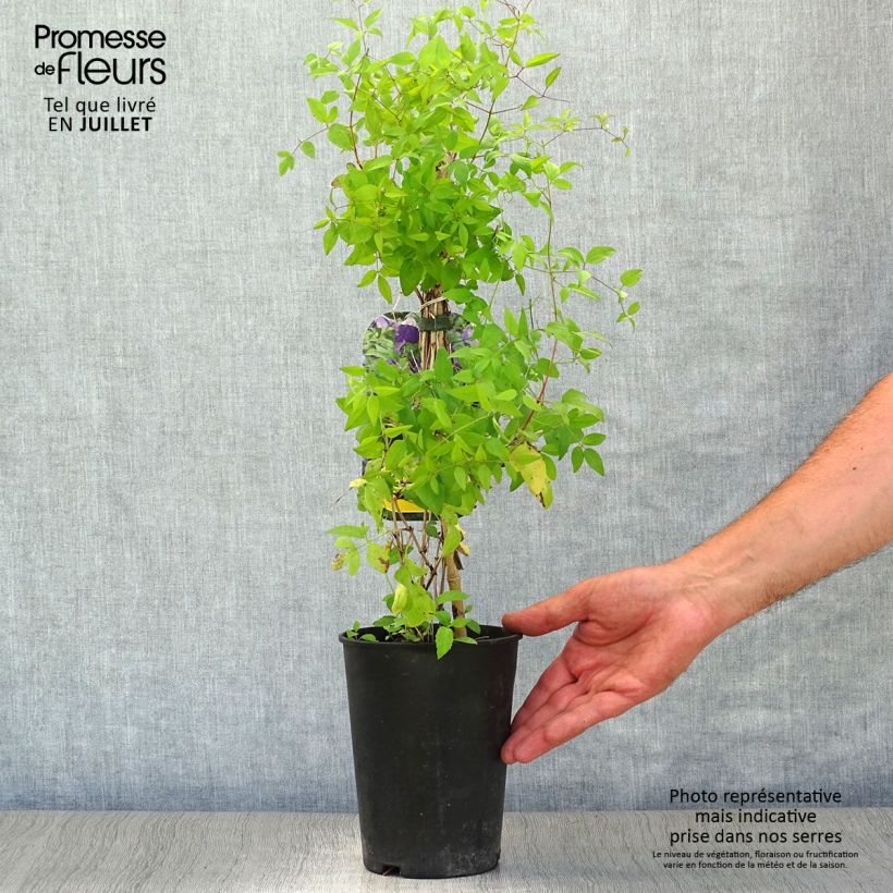 Esemplare di Clematis Little Bas - Clematide Vaso da 2L/3L consegnato in estate