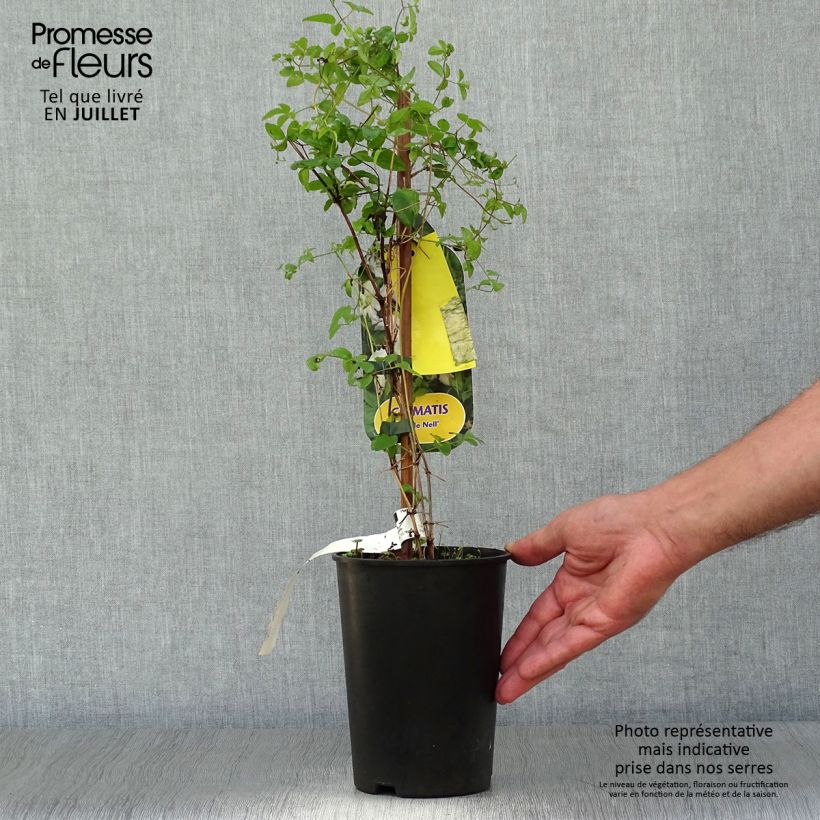 Esemplare di Clematis Little Nell - Clematide Vaso da 2L/3L consegnato in estate