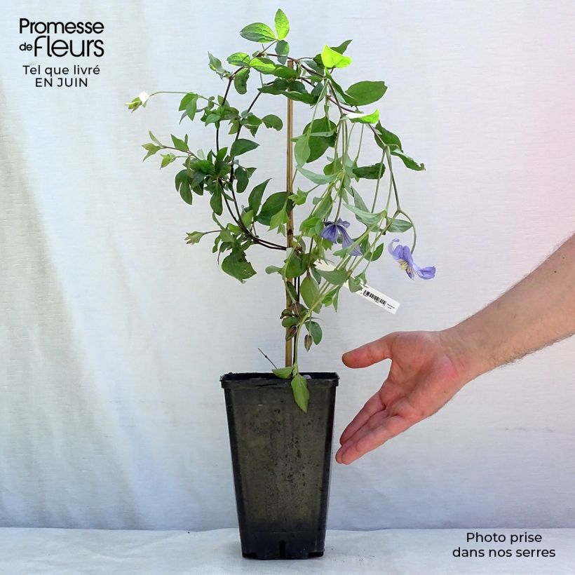 Esemplare di Clematis Perle d'Azur - Clematide Vaso da 2L/3L consegnato in estate