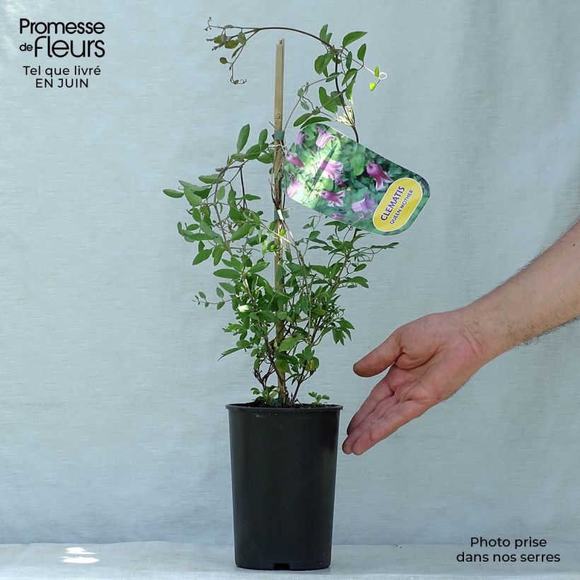 Esemplare di Clematis viticella Queen Mother - Clematide Vaso da 2L/3L consegnato in estate
