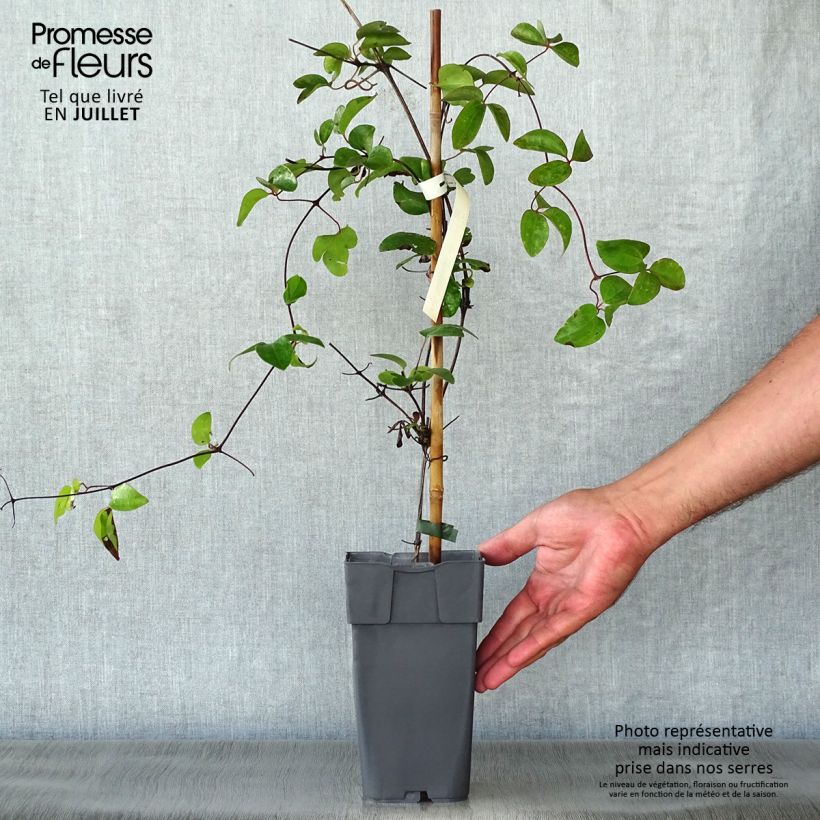 Esemplare di Clematis Delphine - Clematide Vaso da 2L/3L consegnato in estate