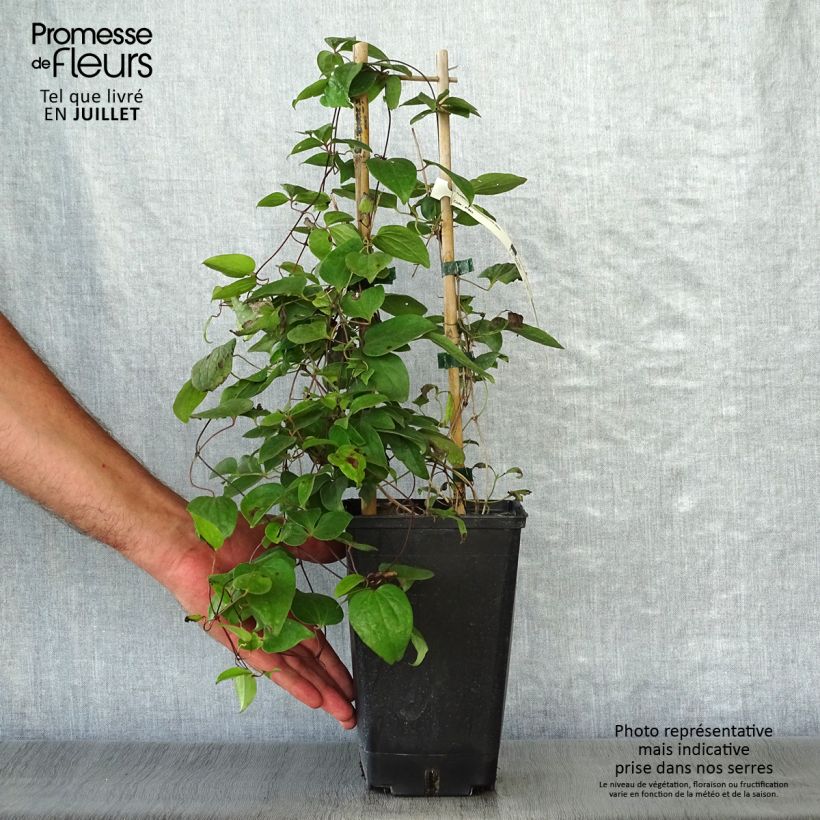 Esemplare di Clematis Henryi - Clematide Vaso da 1,5L/2L consegnato in estate