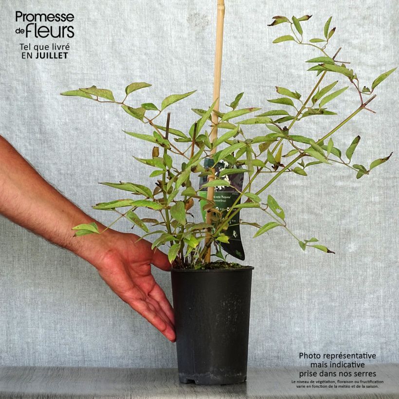Esemplare di Clematis recta Purpurea - Clematide eretta Vaso da 2L/3L consegnato in estate