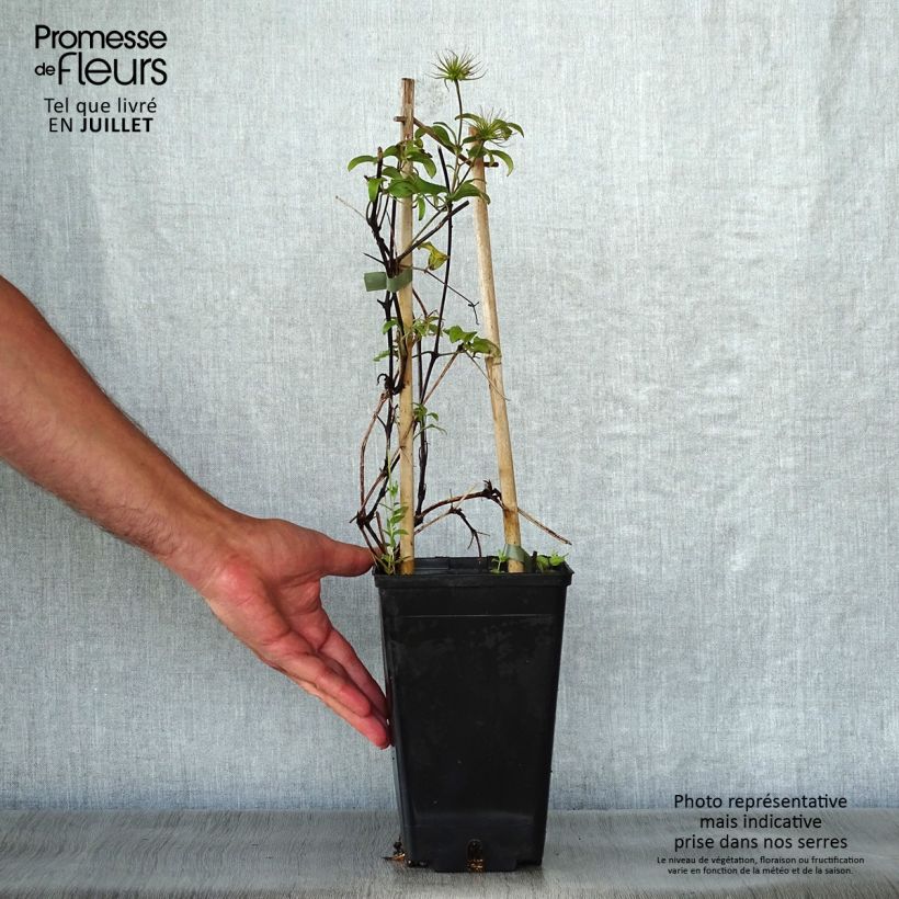 Esemplare di Clematis Honora - Clematide Vaso da 1,5L/2L consegnato in estate