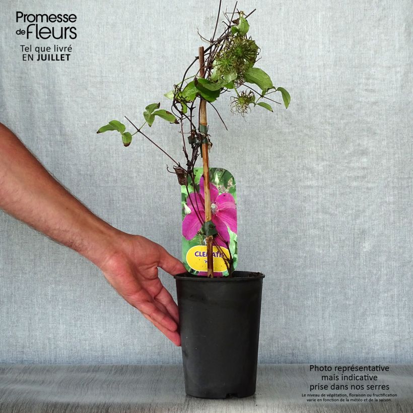 Esemplare di Clematis Huvi - Clematide Vaso da 2L/3L consegnato in estate