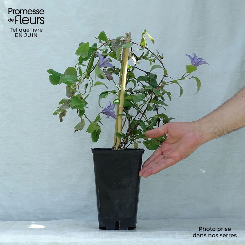 Esemplare di Clematis viticella Justa - Clematide Vaso da 1,5L/2L consegnato in estate
